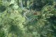 Thumbs/tn_waterlobster 1.jpg